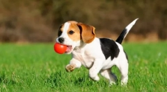 Beagle щенята (фото): компетентна допомога для милих фуд